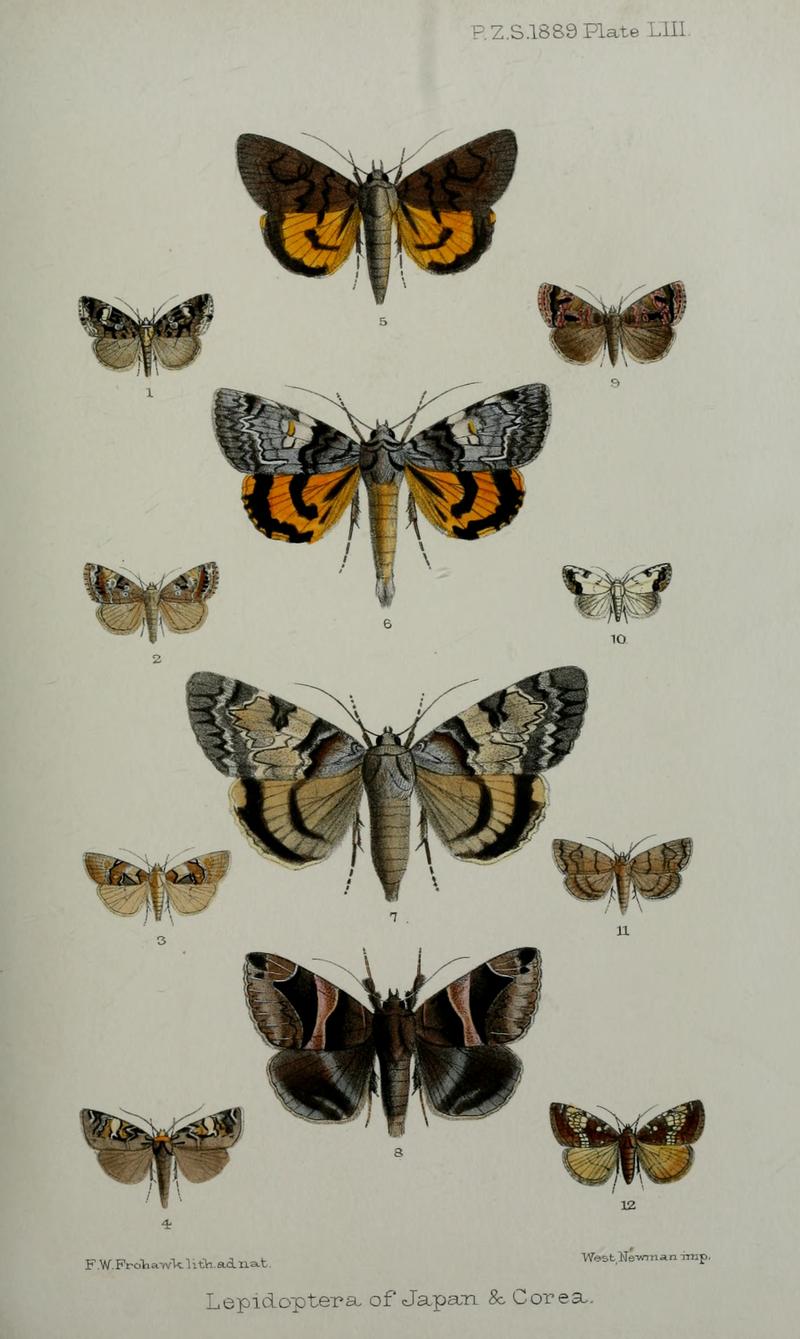 Noctuoid moths from Japan imagines from dorsal