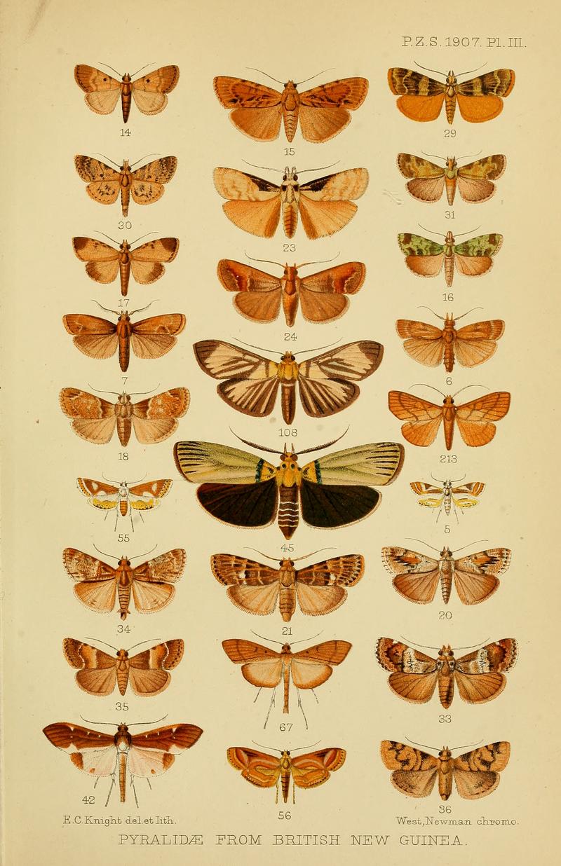 Pyraloid moths from the Territory of Papua