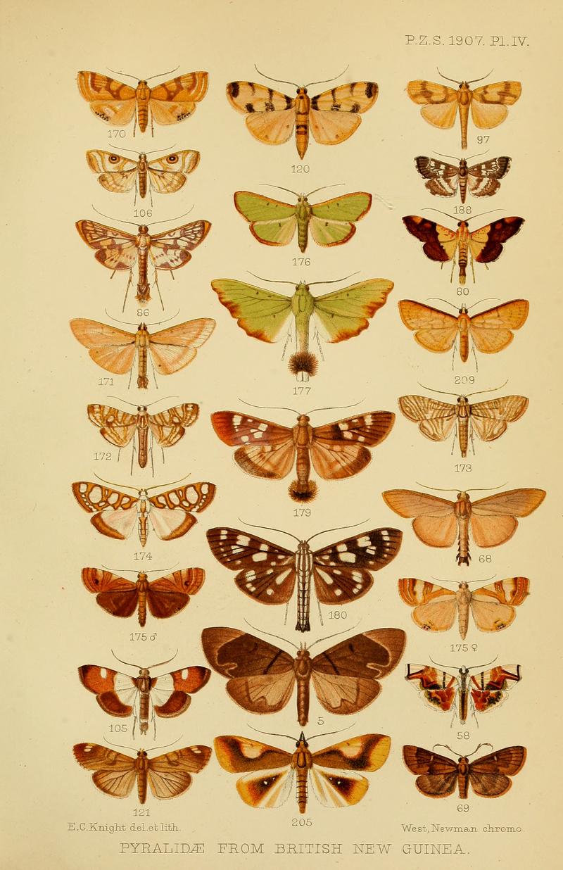 Pyraloid moths from the Territory of Papua