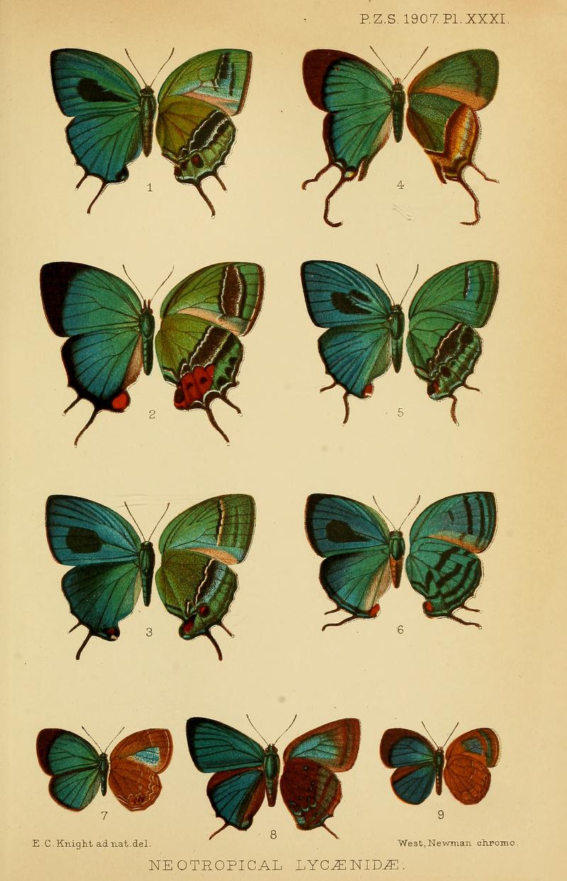Neotropical Eumaeini butterflies upper left and underwings