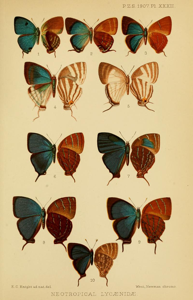 Neotropical Eumaeini butterflies upper left and underwings