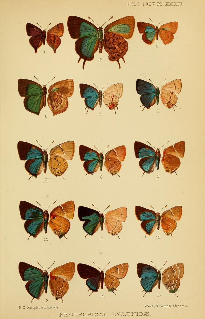 Neotropical Eumaeini butterflies upper left and underwings