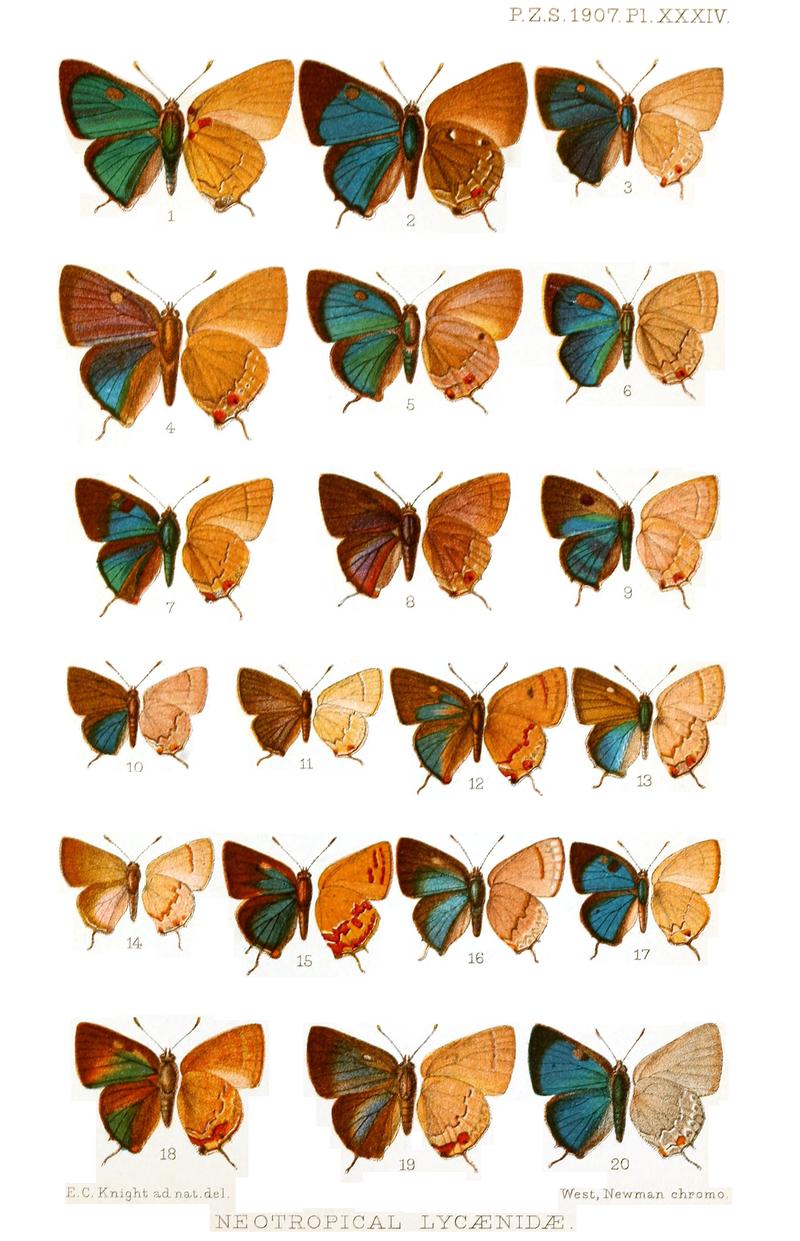 Neotropical Eumaeini butterflies upper left and underwings