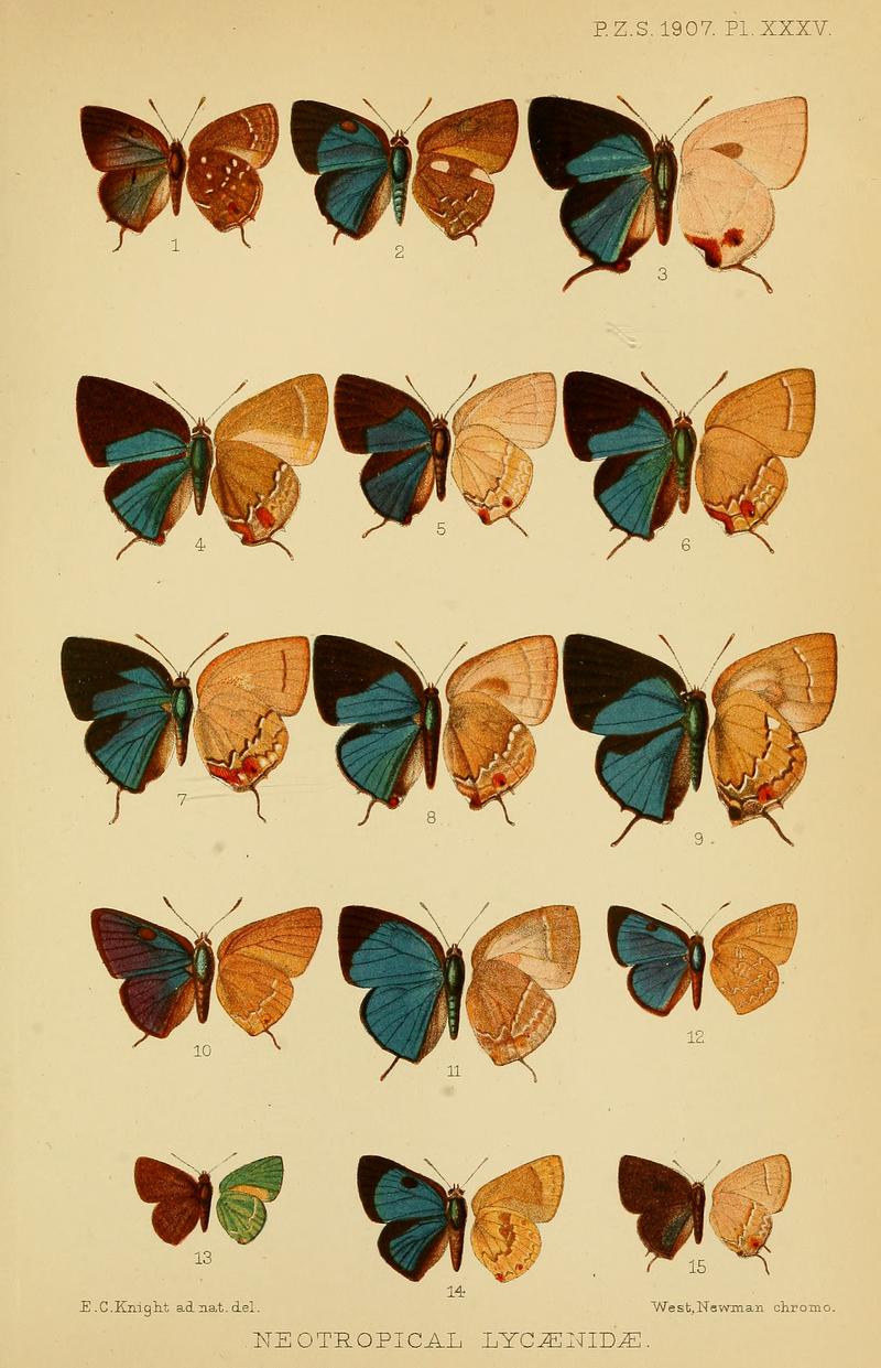 Neotropical Eumaeini butterflies upper left and underwings