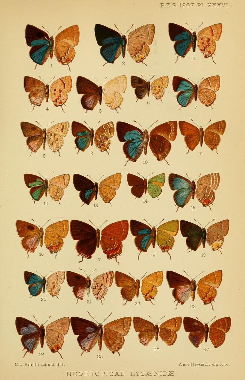 PZSL1907Plate36