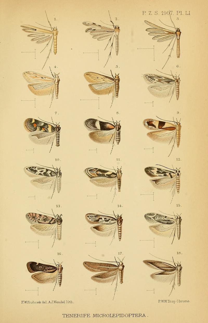 Micromoths from Madeira