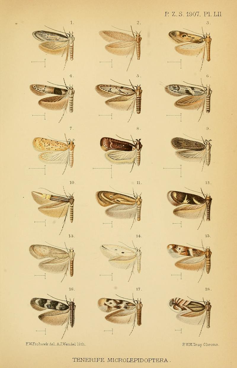 Micromoths from Madeira