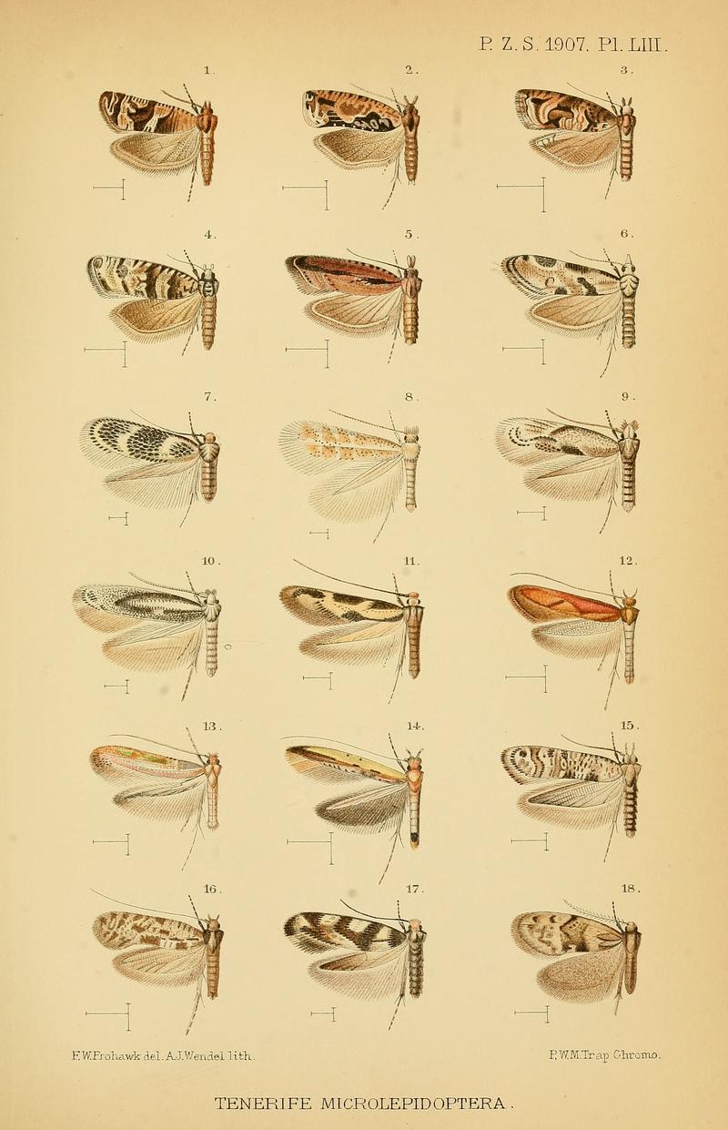 Micromoths from Madeira