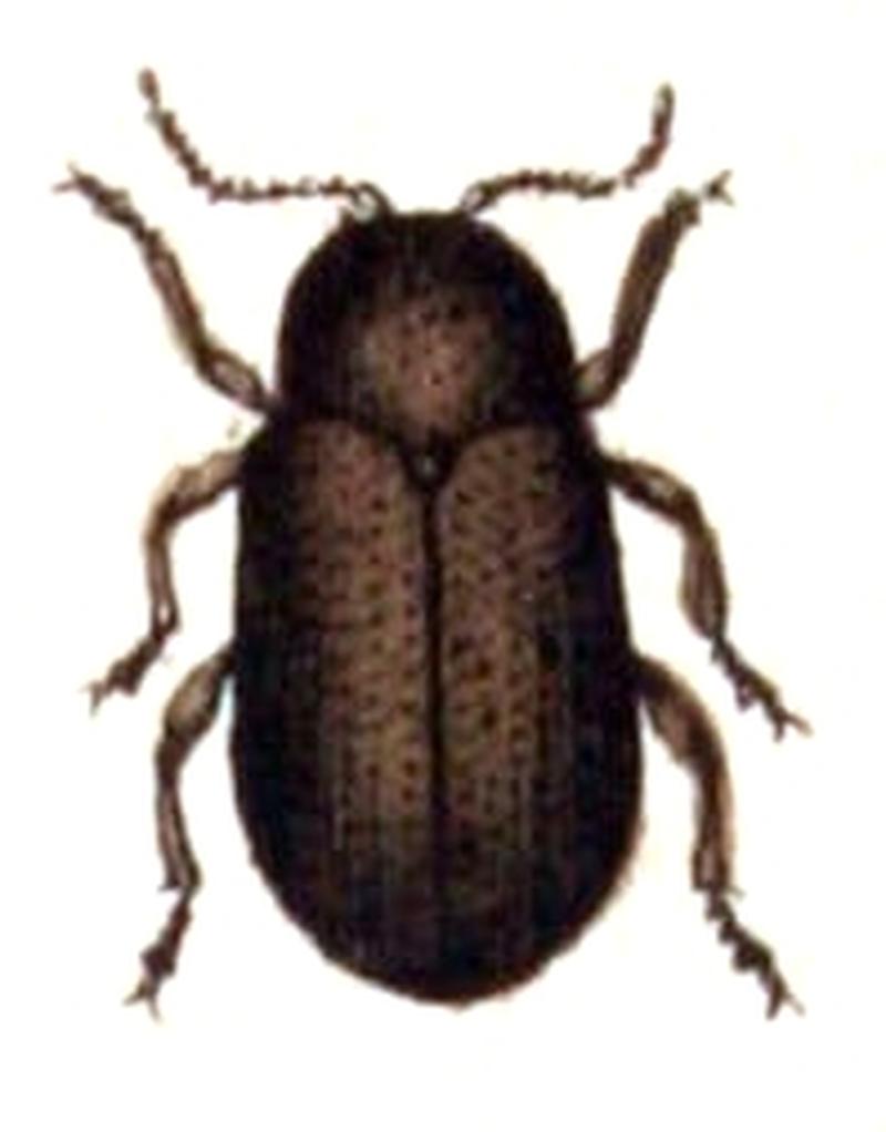 Pachnephorus.pilosus.-.calwer.45.07