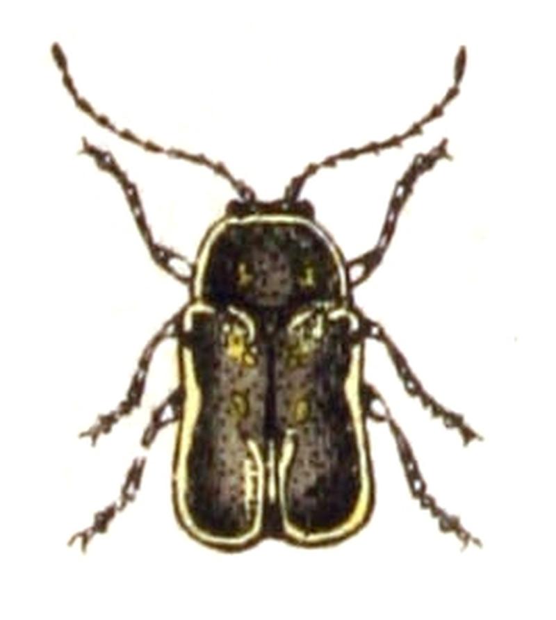 Pachybrachys.fimbriolatus.-.calwer.45.15