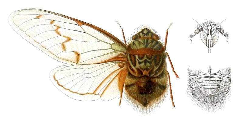 Pachypsaltria cinctomaculata Distant 1914
