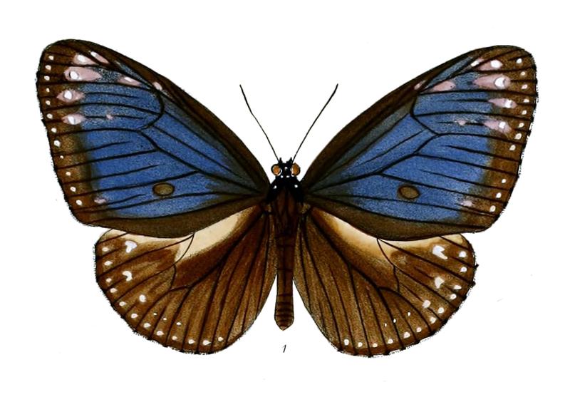 PademmaIllustris 43 1
