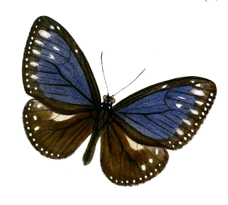 PademmaIndigofera 44 3
