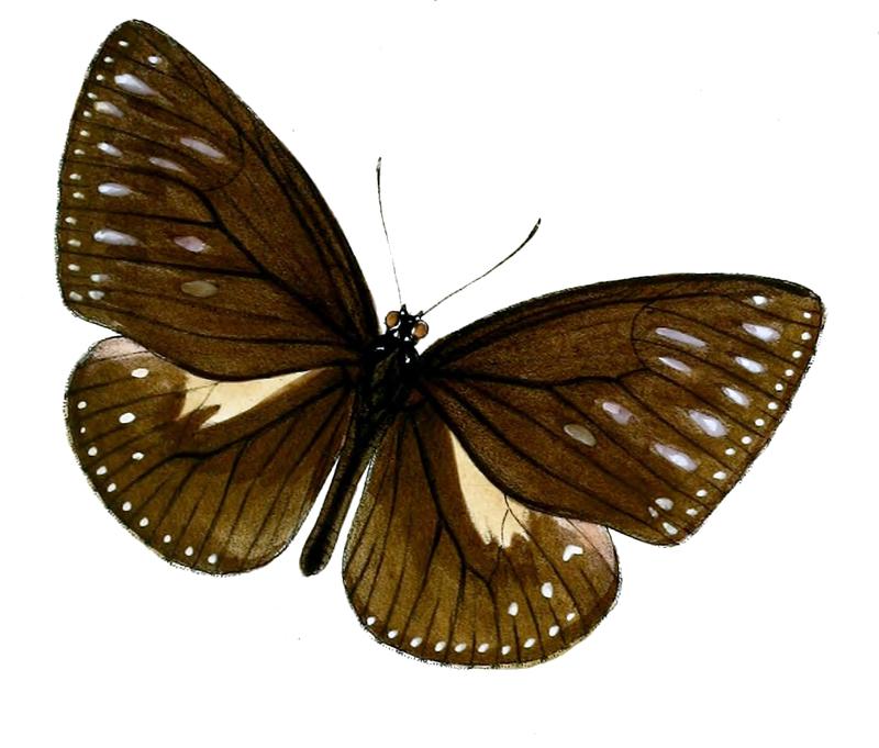 PademmaMcClellandii 44 2