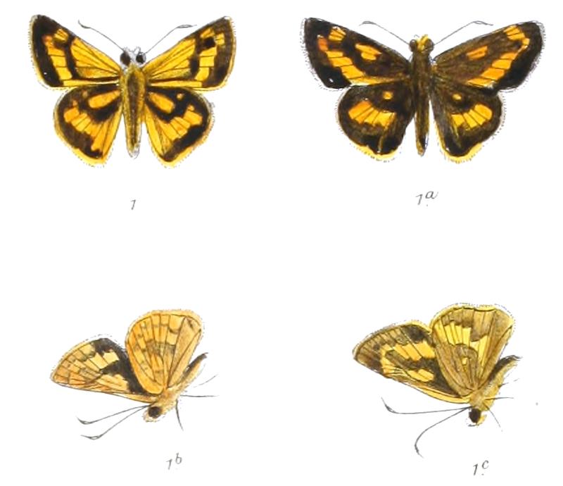 PadraonaRectifasciata 815 1 Fitch
