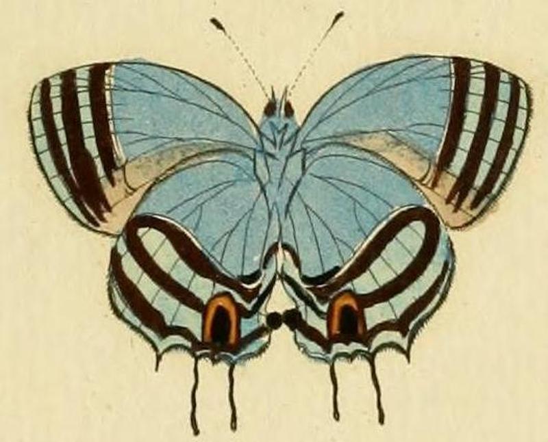 Paiwarria venulius