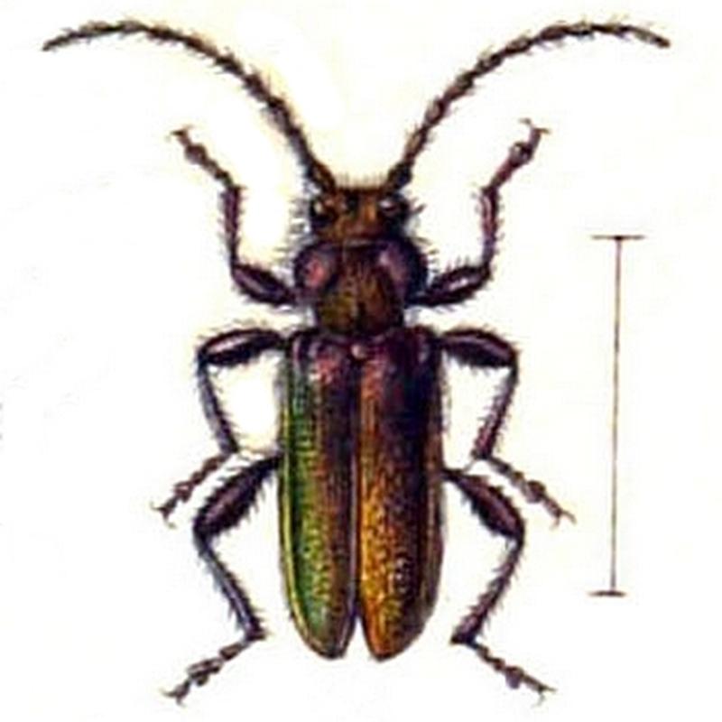 Palaeocallidium coriaceum