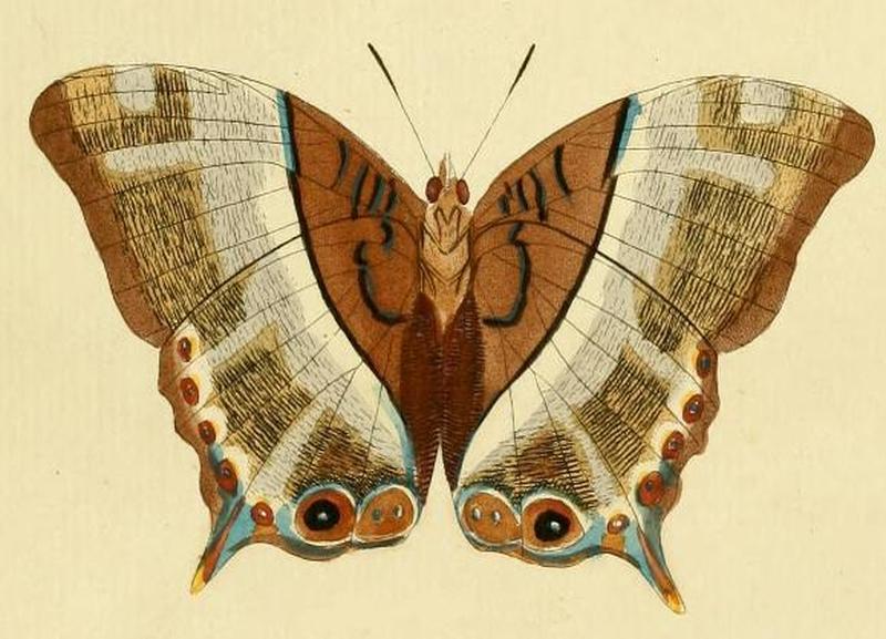 Palla decius1