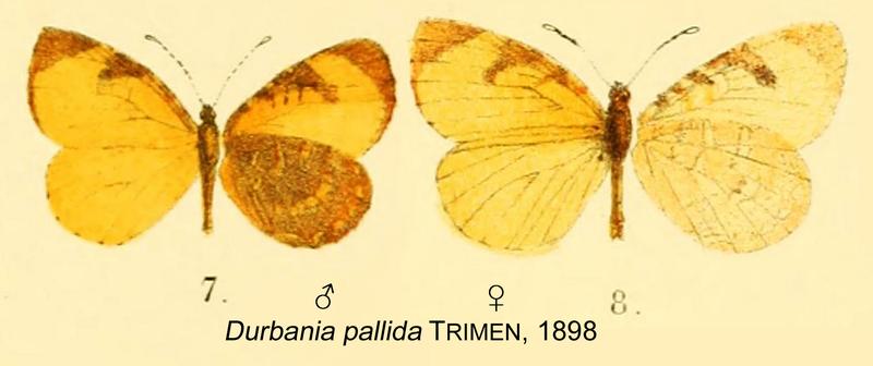 Cnodontes pallida from original description