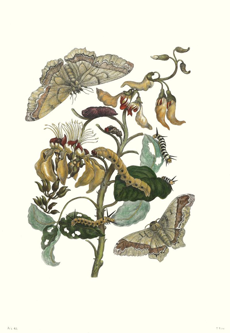 Pallisaden Boom Maria Merian