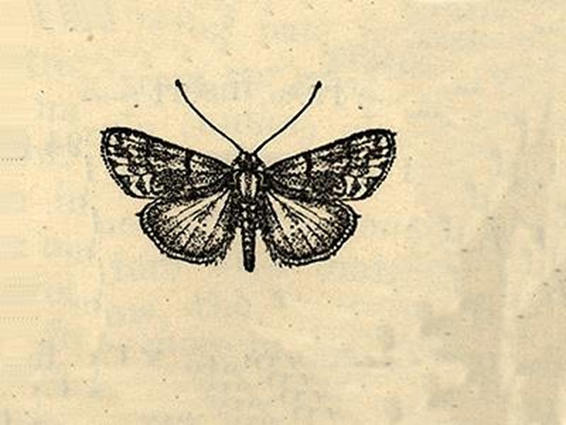 Palpidia melanotricha