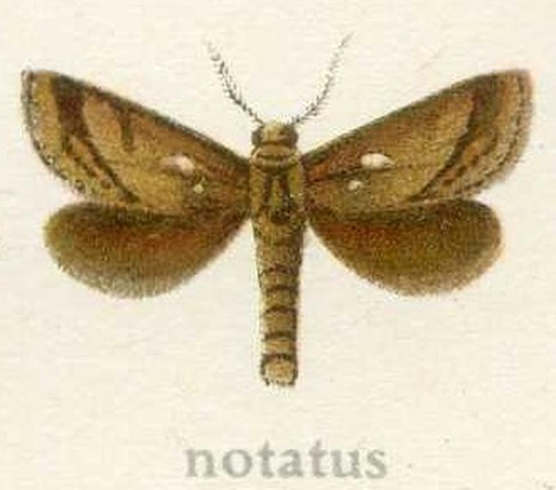 Palpifer notatus