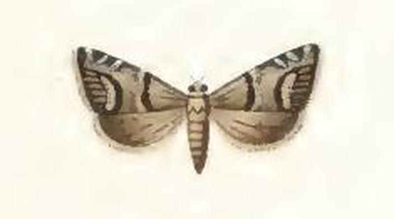 Pammene juniperana