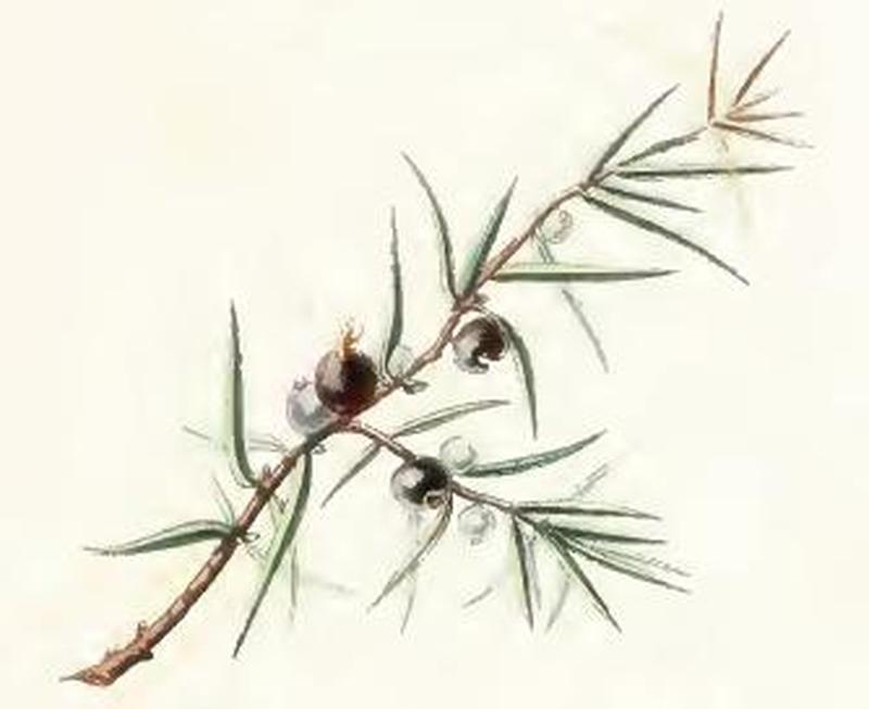 Pammene juniperana damage
