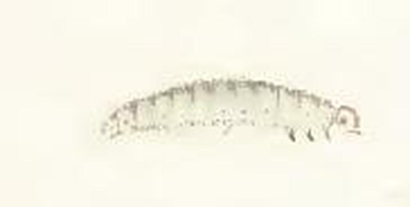 Pammene juniperana larva