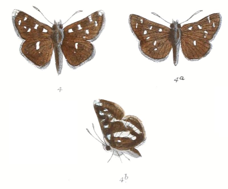 PamphilaDieckmanni 783 4 Fitch