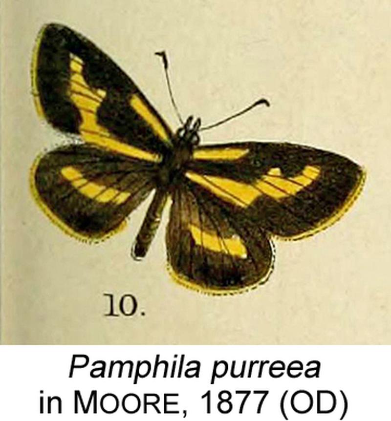 Pamphila purreeaMoore1877OD