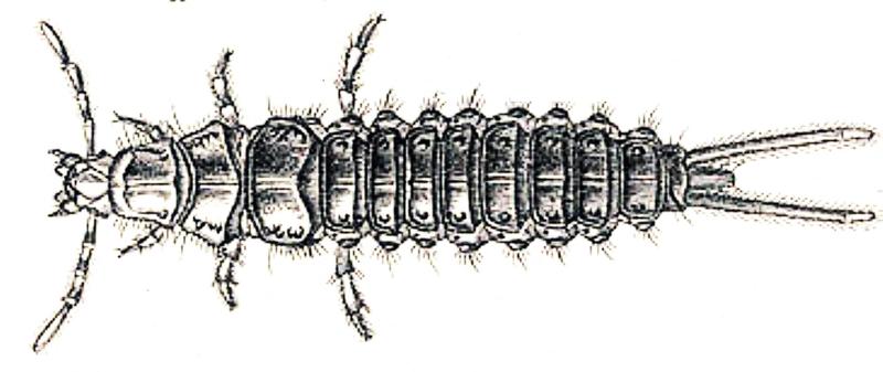 Panagaeus cruxmajor larva