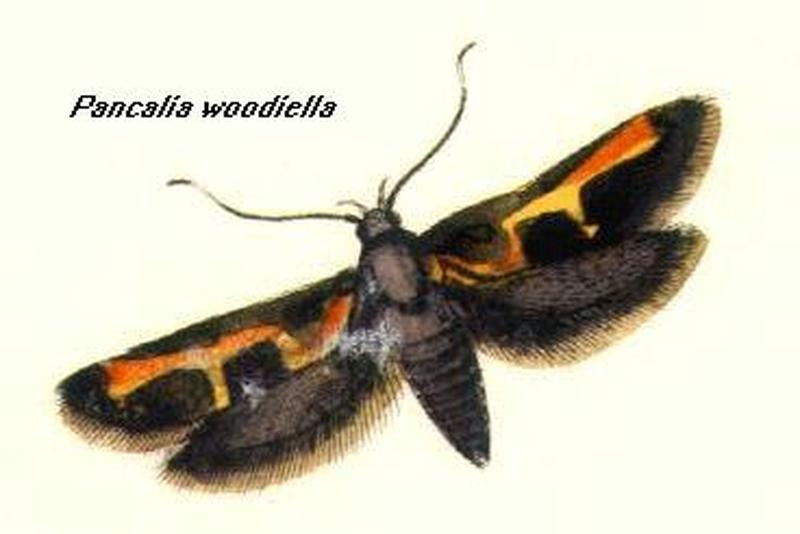 Pancalia Woodiella