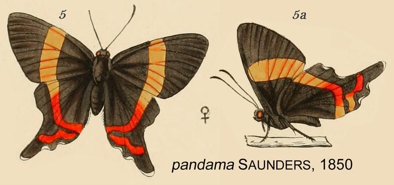 PandamaSaunders1850OD