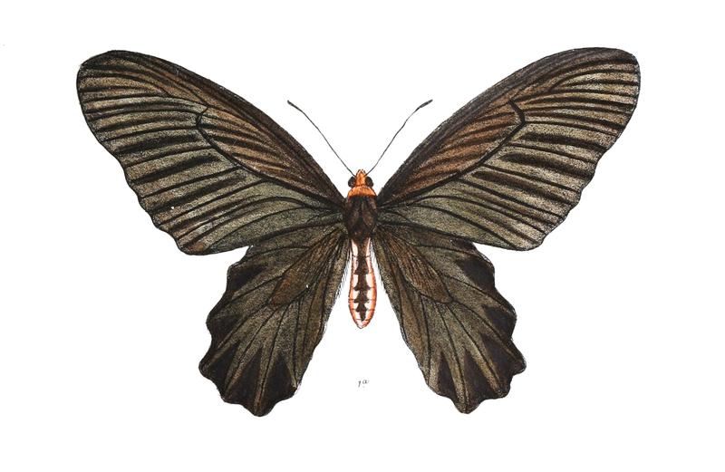 Pangerana aidoneus 424 female