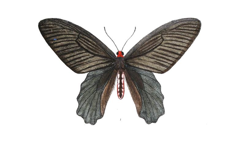 Pangerana aidoneus 424 male