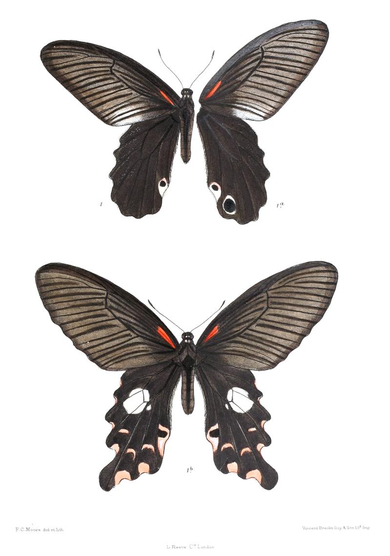 Panosmiopsis rhetenor 445