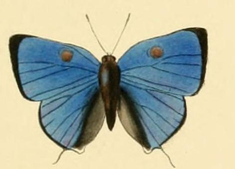 Panthiades hebraeus