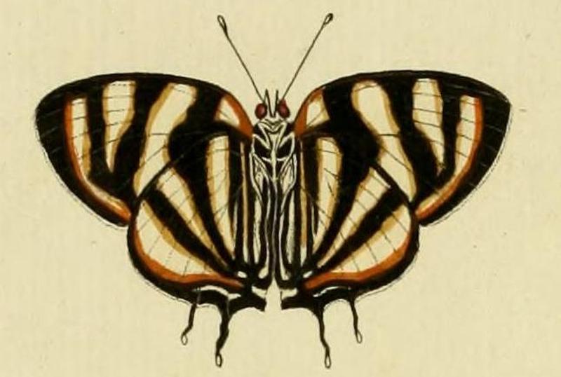 Panthiades phaleros