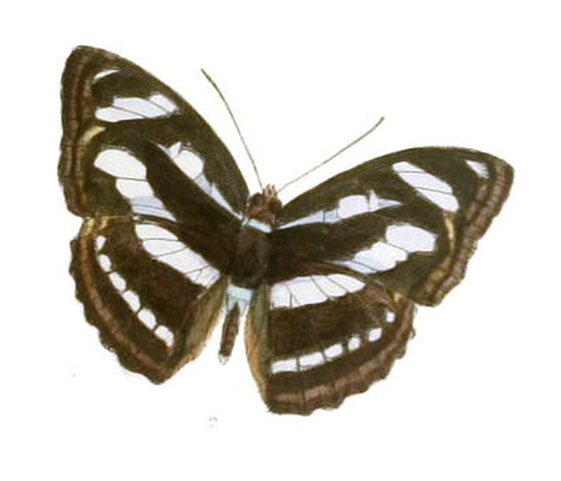 PantoporiaNivifera262 2
