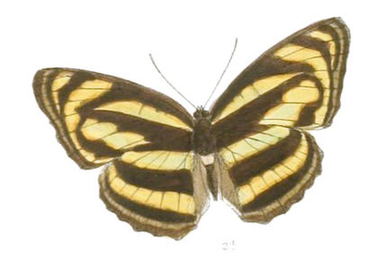 PantoporiaNivifera262 2a
