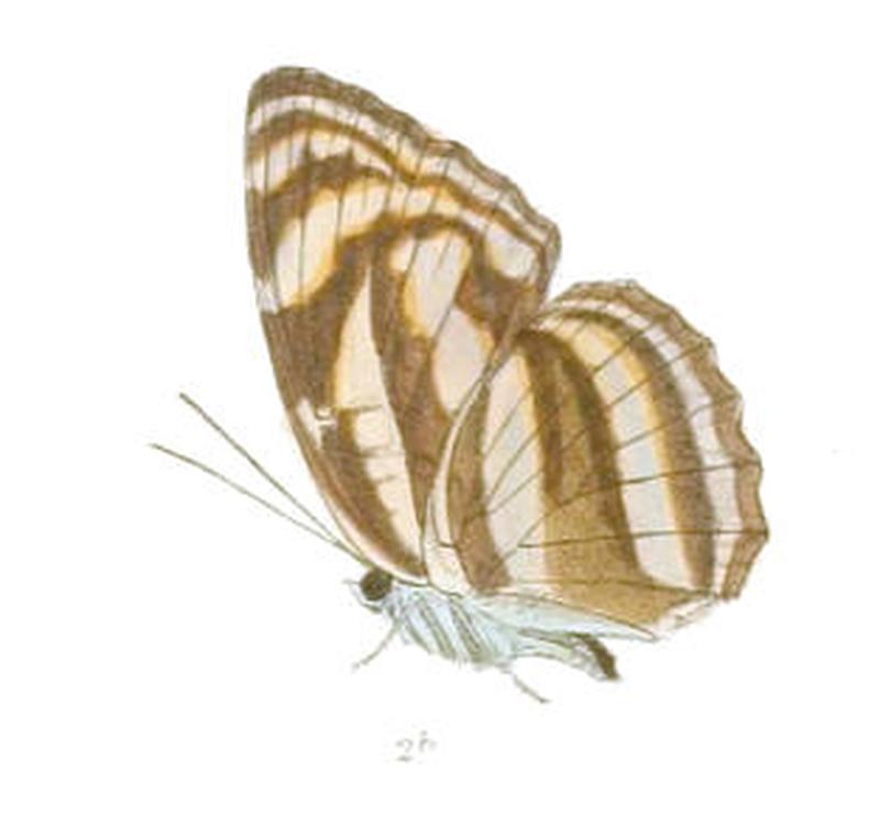 PantoporiaNivifera262 2b