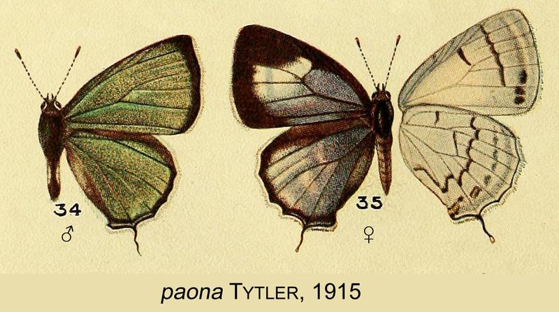 PaonaTytler1915OD