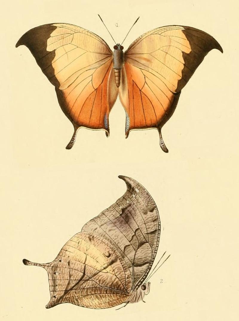 Paphia electra (Consul electra)