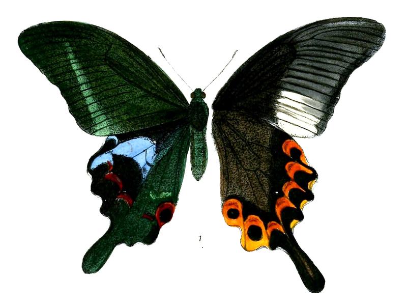 PapilioArcturusM 490 1