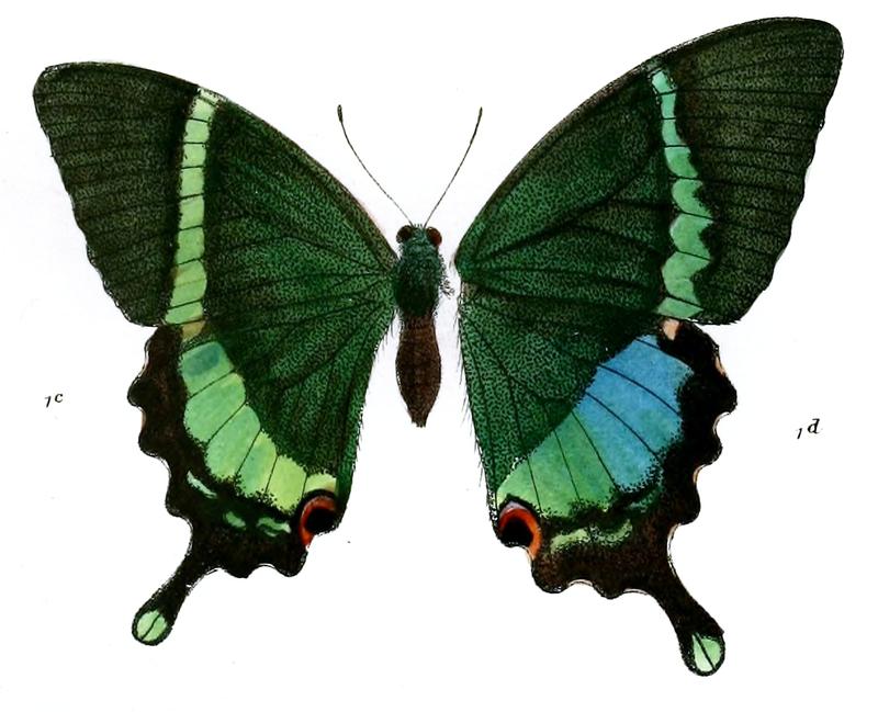 PapilioCrinoF 493