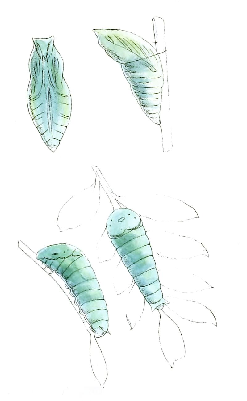 PapilioCrinoLP 493