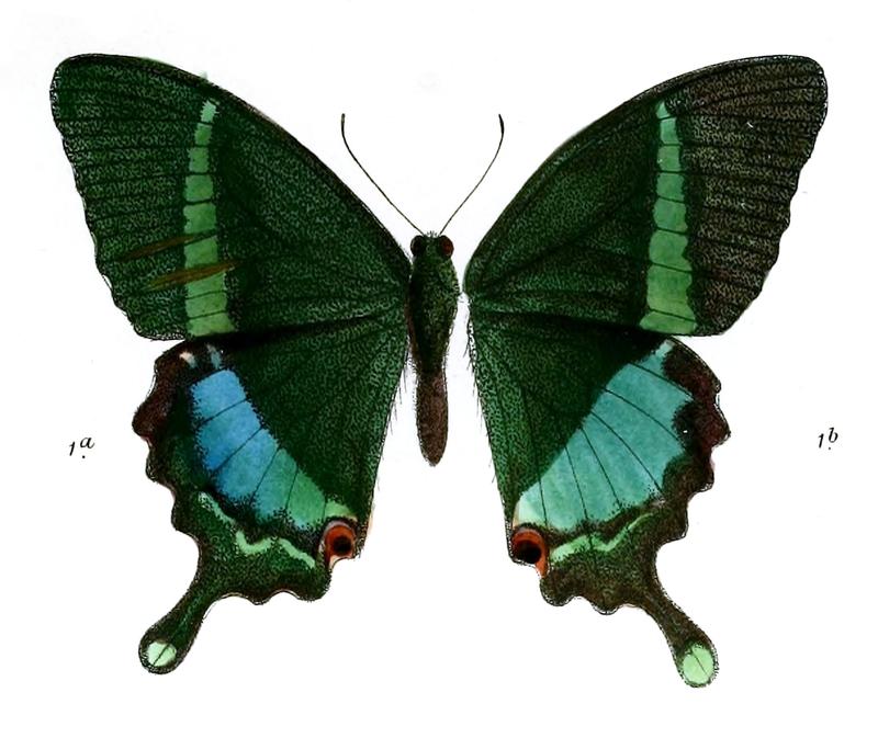 PapilioCrinoM 493