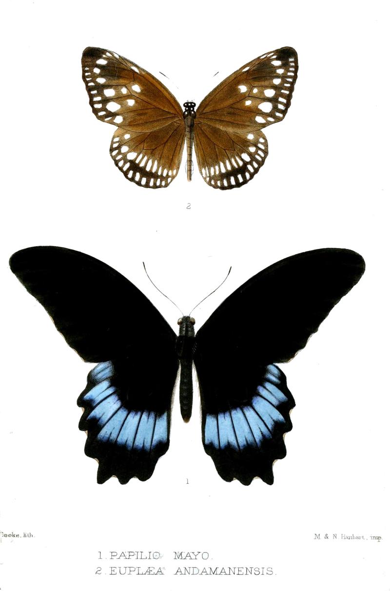Uppersides of Common Indian Crow top and Andaman Mormon bottom