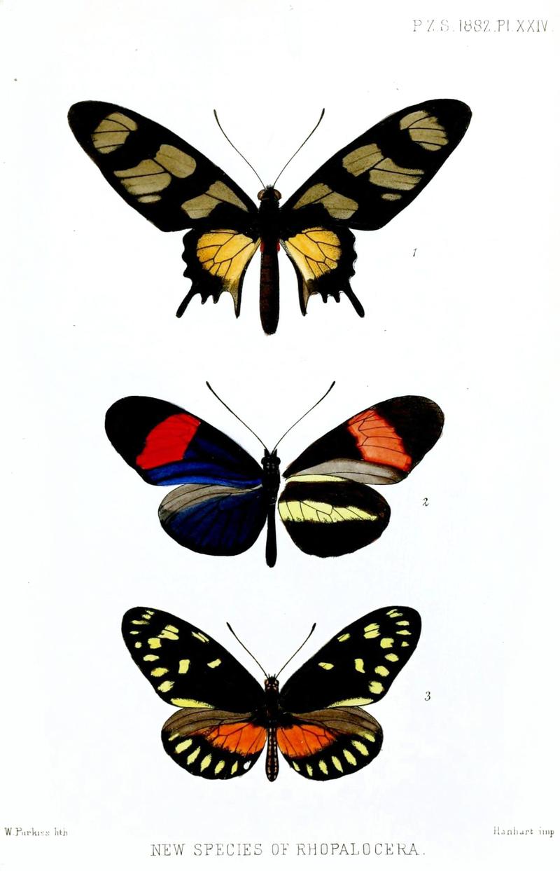 New Species of Rhopalocera 2 Crimsonpatched Longwing male upperwing and underwing